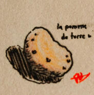 la pomme de terre